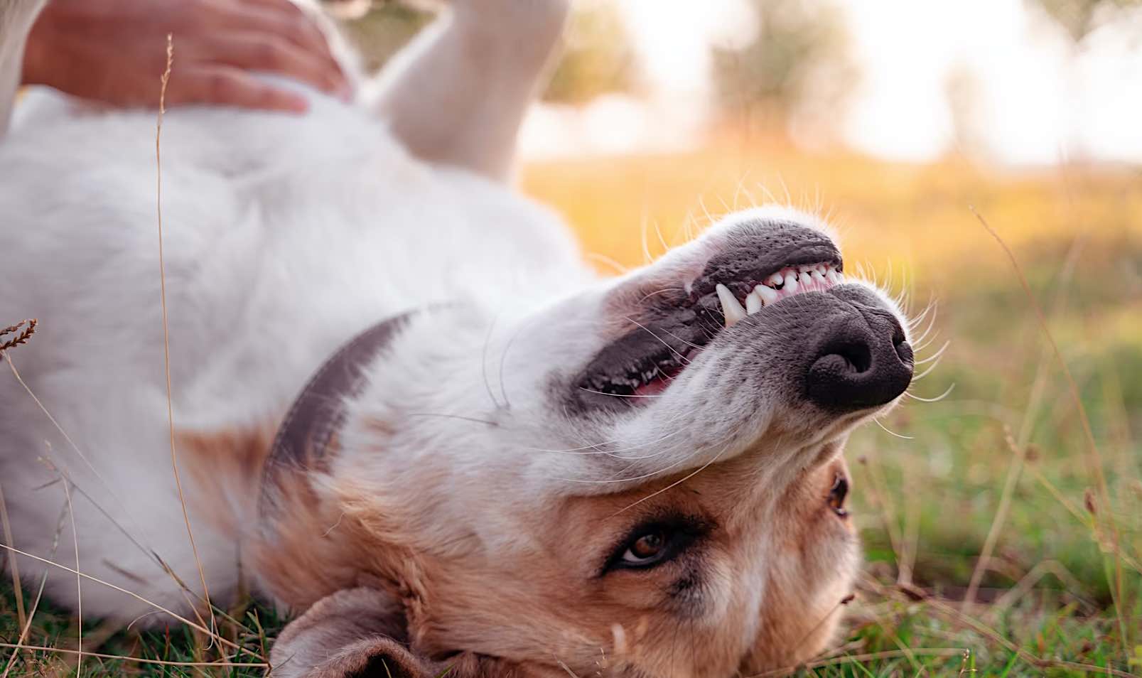 Dog getting belly scratched